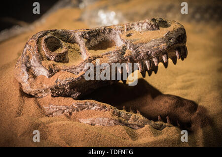 In der Nähe des Dinosaurier Velociraptor Schädel eingetaucht in Gelb Sand Stockfoto