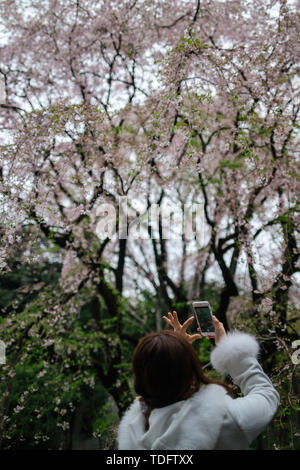 Die Menschen beobachten, wie die Kirschblüten im Rikugi-en Park Tokyo, Japan blühen Stockfoto