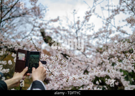 Die Menschen beobachten, wie die Kirschblüten im Rikugi-en Park Tokyo, Japan blühen Stockfoto