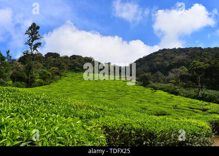 Meghamalai Hohe gewellter Berge - Das versteckte Paradies Stockfoto