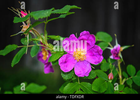 Niederlassungen der Blüte Hagebutten auf einem Hintergrund von Verschwommenes grün. Schönen natürlichen Hintergrund mit Blumen von einem dogrose. Stockfoto