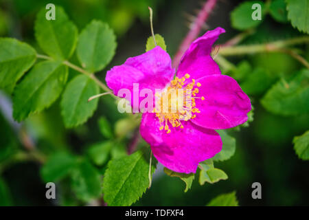 Niederlassungen der Blüte Hagebutten auf einem Hintergrund von Verschwommenes grün. Schönen natürlichen Hintergrund mit Blumen von einem dogrose. Stockfoto