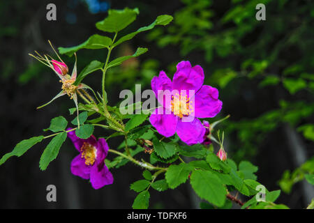 Niederlassungen der Blüte Hagebutten auf einem Hintergrund von Verschwommenes grün. Schönen natürlichen Hintergrund mit Blumen von einem dogrose. Stockfoto