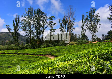 Meghamalai Hohe gewellter Berge - Das versteckte Paradies Stockfoto