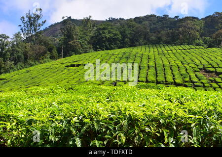 Meghamalai Hohe gewellter Berge - Das versteckte Paradies Stockfoto