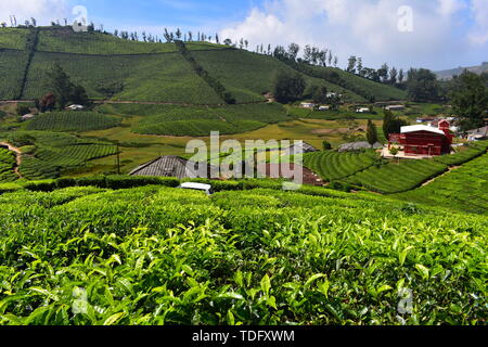 Meghamalai Hohe gewellter Berge - Das versteckte Paradies Stockfoto