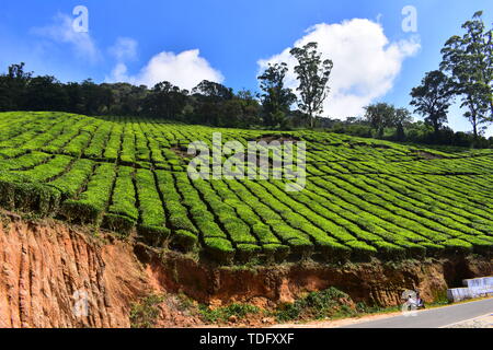 Meghamalai Hohe gewellter Berge - Das versteckte Paradies Stockfoto