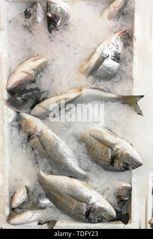 In der Nähe von frisch gekühlt Fisch auf Eis zum Verkauf im Markt. Stockfoto