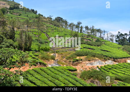 Meghamalai Hohe gewellter Berge - Das versteckte Paradies Stockfoto