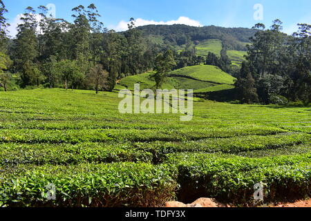 Meghamalai Hohe gewellter Berge - Das versteckte Paradies Stockfoto