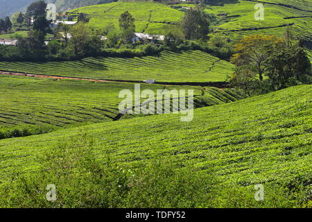 Meghamalai Hohe gewellter Berge - Das versteckte Paradies Stockfoto