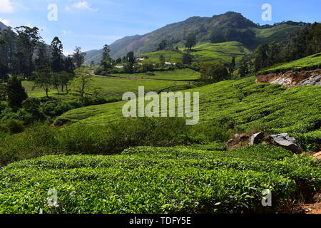 Meghamalai Hohe gewellter Berge - Das versteckte Paradies Stockfoto