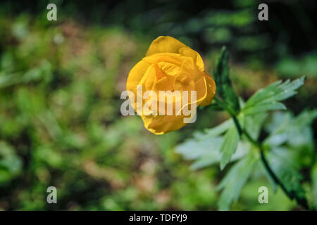 Schöne gelbe Globeflowers Europäischen. Ranunculaceae. Blume auf dem Roten Buch. Wilde wiese Pflanze. Stockfoto