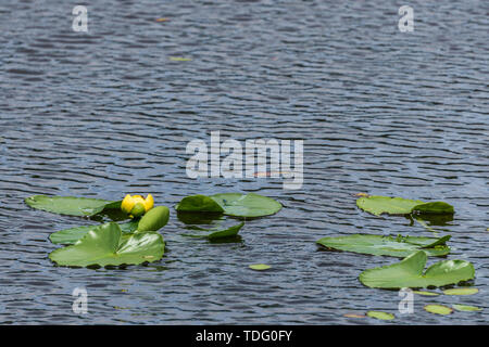 Gelbe Lilienblüte und grüne Blätter am See. Stockfoto