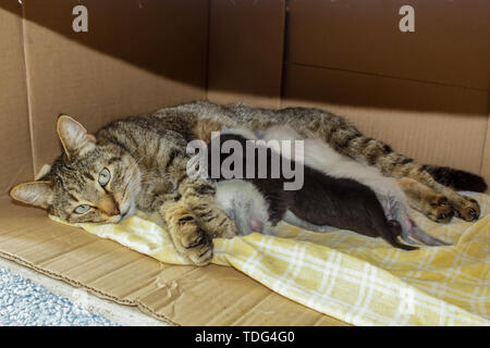 Wunderschöne Hauskatze mit Neugeborenen Neugeborene Kätzchen Kätzchen schlafen in den Carton House. Stockfoto