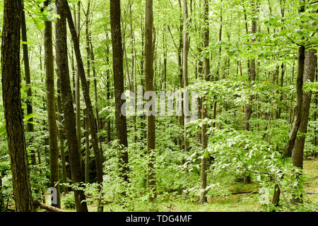 Schönen grünen Laubwald im frühen Frühling in Kroatien. Viele große dünne Bäume mit grünen Blättern. Stockfoto