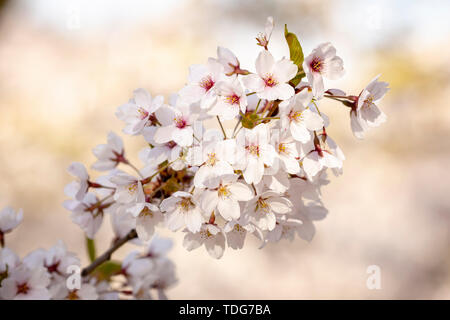 Ein Zweig der weißen Kirschblüten im weichen Sonnenlicht. Stockfoto