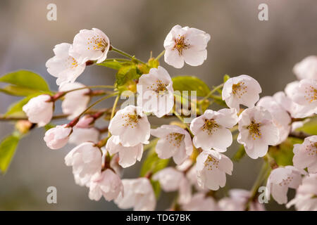 Eine Gruppe von weissen Kirschblüten mit rosa Tönung. Stockfoto