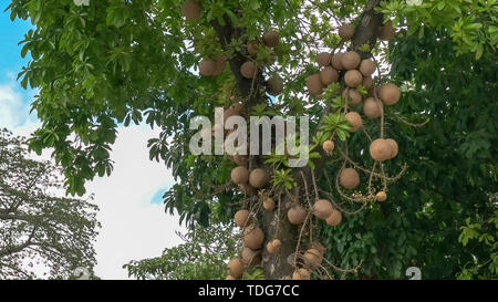 Nahaufnahme der ungewöhnlichen cannonball Baum wächst an einem Baum in Rio de Janeiro, Brasilien Stockfoto