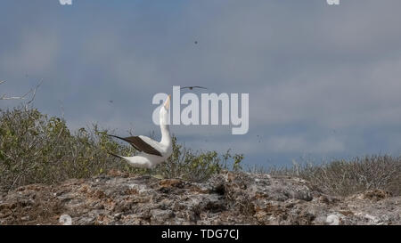 Ein Nazca Tölpel führt eine passende Anzeige auf Isla Genovesa auf den Galapagosinseln, Ecuador Stockfoto