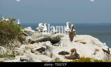 Lange Schuß eines Nazca Tölpel Kolonie auf der Isla Española in der galapagas Inseln, Ecuador Stockfoto