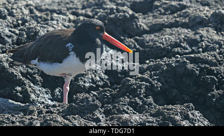 Amerikanische austernfischer an Bachas Beach auf der Isla Santa Cruz, Galapagos, Ecuador Stockfoto