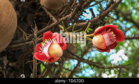 Nahaufnahme der bunten cannonball Baum Blumen wachsen auf einem Baum in Rio de Janeiro, Brasilien Stockfoto