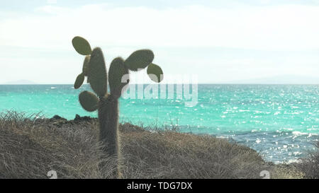 Pickly pear Cactus bei bachus Strand auf der Isla Santa Cruz, Galapagos, Ecuador Stockfoto