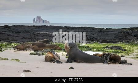 Seelöwen Rest auf dem Cerro Brujo Strand auf der Isla San Cristobal, mit Kicker Rock in der Ferne, auf den Galapagosinseln, Ecuador Stockfoto