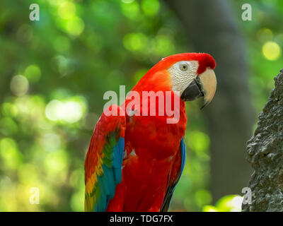 Nahaufnahme der hellrote Ara Papagei in einem Park in Ecuador Stockfoto