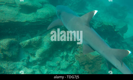 Ein weißspitzen Riffhai bei Isla bartolome auf den Galapagosinseln, Ecuador Stockfoto