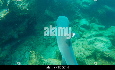 Ein schnorchler folgt einem weißspitzen Riffhai bei Isla bartolome auf den Galapagosinseln, Ecuador Stockfoto