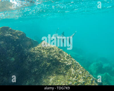 Eine Weiß-Riff Hai schwimmt entlang ein Riff auf der Isla bartolome auf den Galapagosinseln, Ecuador Stockfoto