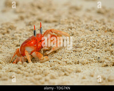 Ein Geist Krabbe am Strand auf der Isla San Cristobal auf den Galapagosinseln, Ecuador Stockfoto