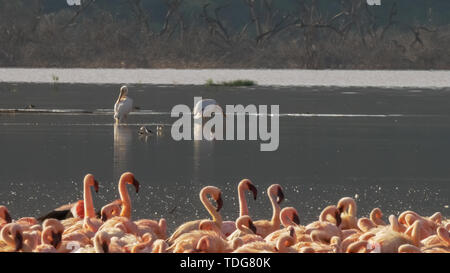 Flamingos und großen weißen Pelikane am Lake Bogoria in Kenia Stockfoto