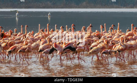 Flamingos im Einklang marschieren am Lake Bogoria, Kenia Stockfoto