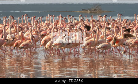 Nahaufnahme der Flamingos gemeinsam marschieren am Ufer des Lake Bogoria in Kenia Stockfoto