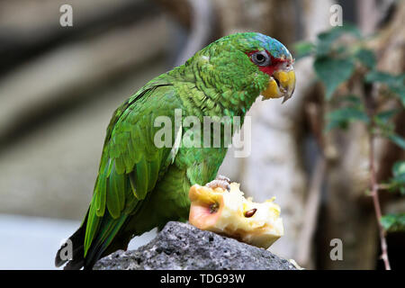 Die großen grünen Ara auch bekannt als Buffon Ara oder die großen militärischen Macaw, ist ein Zentral- und Südamerikanischen Papagei in Nicaragua, Honduras, B gefunden Stockfoto