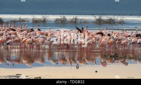 Scharen von Flamingos bei Sonnenaufgang am Ufer des Lake Bogoria, Kenia Stockfoto