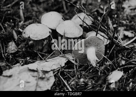 Suillus bovinus schließen bis auf in den Wald, Schwarz und Weiß Stockfoto