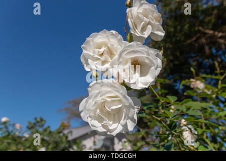 Eine Nahaufnahme von vier weißen Rosen mit dem strahlend blauen Himmel im Hintergrund Stockfoto