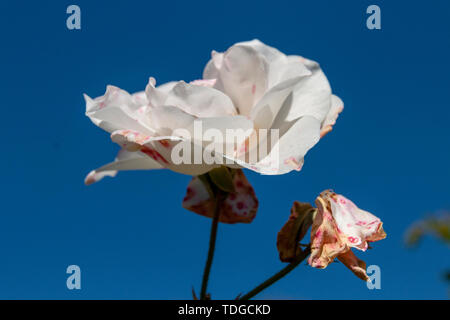 Eine Nahaufnahme von vier weißen Rosen mit dem strahlend blauen Himmel im Hintergrund Stockfoto