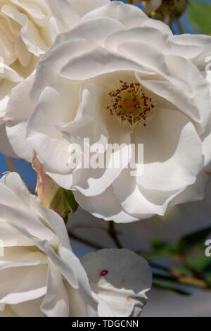 Eine Nahaufnahme von vier weißen Rosen mit dem strahlend blauen Himmel im Hintergrund Stockfoto