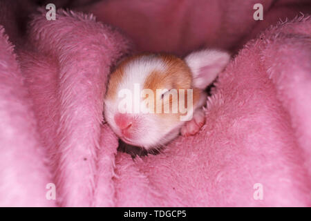 Neugeborenes Baby Kaninchen lop kaninchen Bunnies Kaninchen kit Kits super Niedliche Tier Babys. Liebe Haustiere. Stockfoto