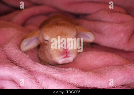 Neugeborenes Baby Kaninchen lop kaninchen Bunnies Kaninchen kit Kits super Niedliche Tier Babys. Liebe Haustiere. Stockfoto