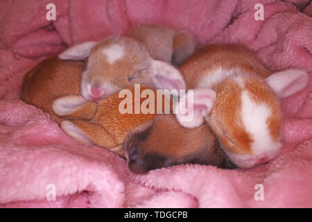 Neugeborenes Baby Kaninchen lop kaninchen Bunnies Kaninchen kit Kits super Niedliche Tier Babys. Liebe Haustiere. Stockfoto