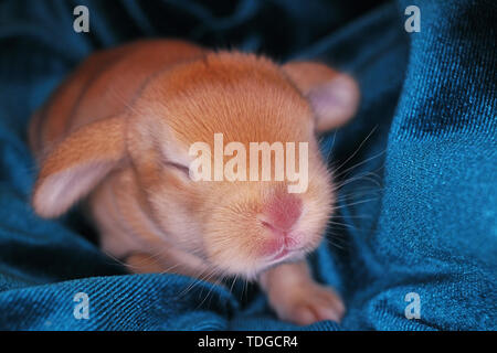 Neugeborenes Baby Kaninchen lop kaninchen Bunnies Kaninchen kit Kits super Niedliche Tier Babys. Liebe Haustiere. Stockfoto