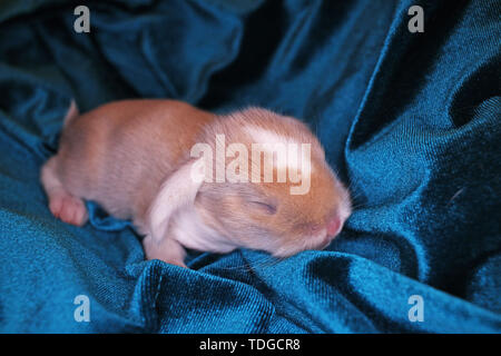 Neugeborenes Baby Kaninchen lop kaninchen Bunnies Kaninchen kit Kits super Niedliche Tier Babys. Liebe Haustiere. Stockfoto