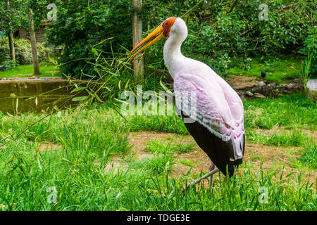 Closeup Portrait von einem gelben billed Stork sammeln einen Zweig für sein Nest, saisonale Vogel verhalten, tropischen Vogel specie aus Afrika Stockfoto