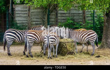 Große Gruppe von Grant's Zebras Heu essen von der Krippe, Zoo, Fütterung, tropischen Säugetiere aus Afrika Stockfoto